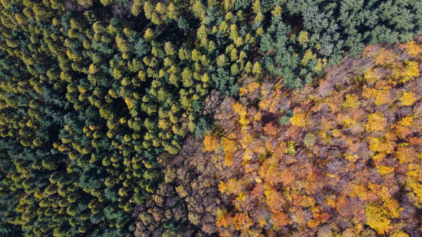istock Bird's eye view over the dense forest with fall trees 1442122755