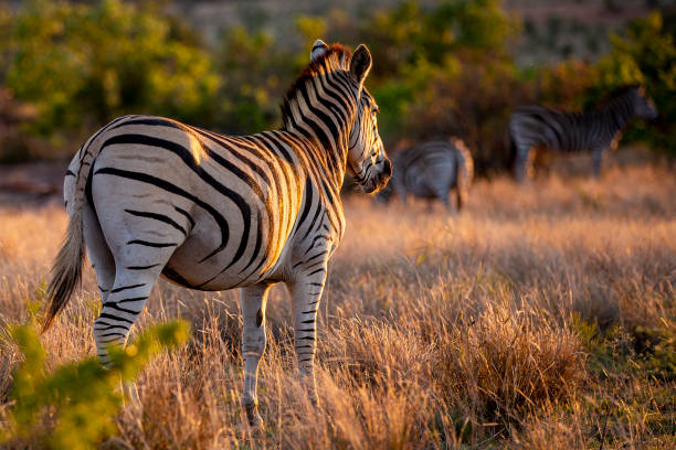 istock Closeup shot of a zebra in a jungle 1442122776