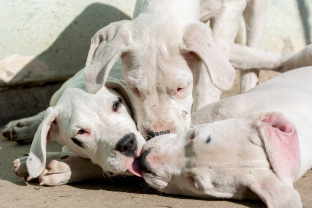 Closeup shot of beautiful Dogo Argentino puppies playing with each other A closeup shot of beautiful Dogo Argentino puppies playing with each other dogo argentino stock pictures, royalty-free photos & images