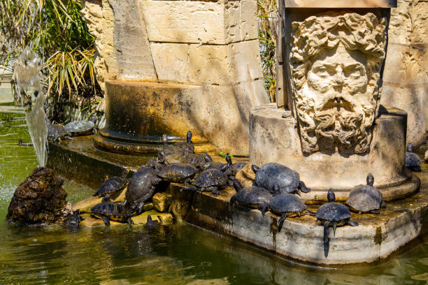 Attard, Malta – April 01, 2021: A large number of red eyed turtles in pond at San Anton Gardens, Attard, Malta