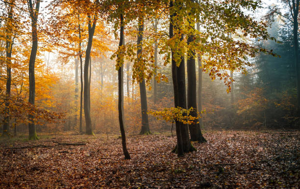 istock mysterious and foggy forest in autumn 1442123135