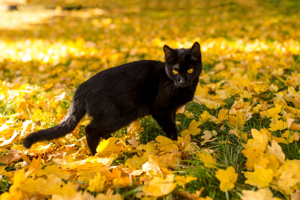 istock Black cat with yellow eyes walking on the grass 1442123148