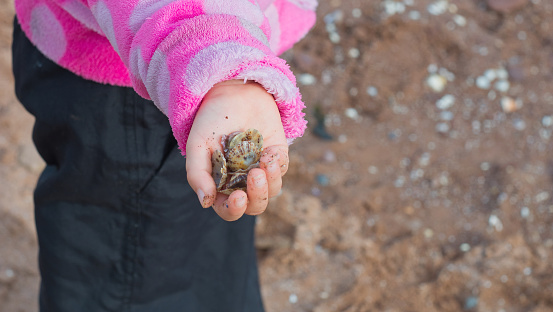 A small kid holding many seashells in her hand on the Paignton beach in England