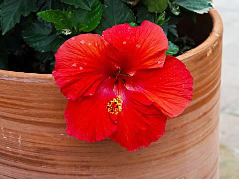 A close-up shot of the red Hibiscus flower growing in the pot
