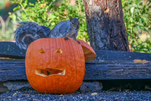 istock Squirrel climbing out of the pumpkin 1442123466