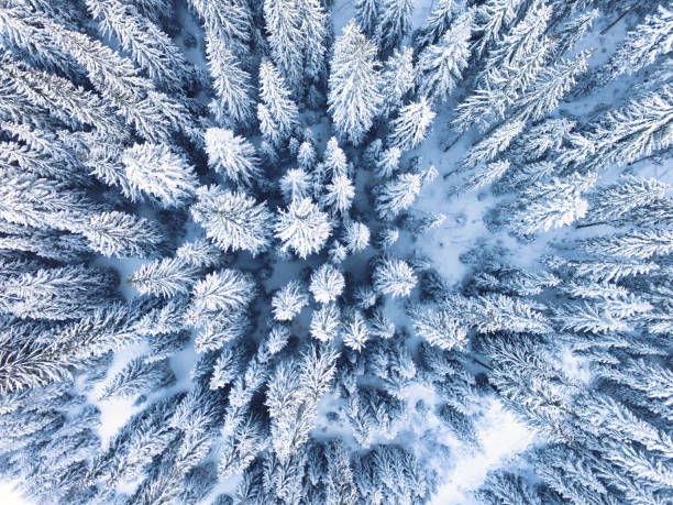 istock Top view of snow-covered coniferous trees in a mountainside 1442123686