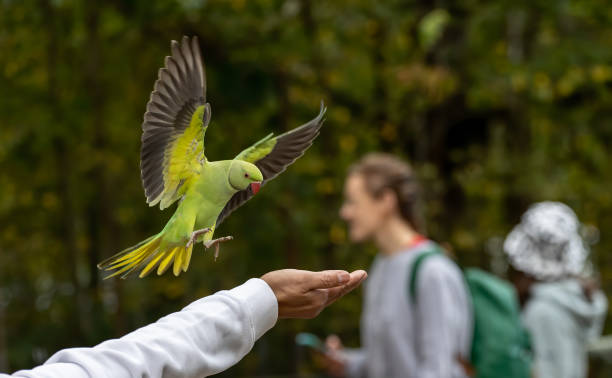 istock Shallow focus of a green Newton's parakeet parrot 1442123976