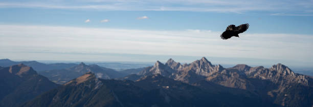istock Black hawk flying over the mountains in summer 1442124031