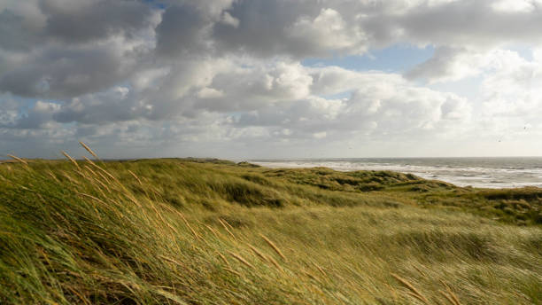 istock Field near the sea on a windy day 1442124069