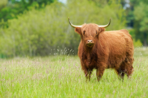 A close up of a cute brown highland  cow scene in the green field grass on a sunny day