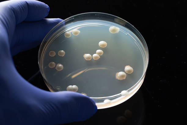 istock Scientist hand with blue glove holding a petri dish with bacteri 1442124150