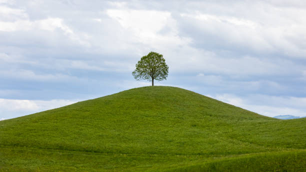 istock Tree on the top of the hill 1442124152
