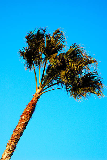 Palm Tree Wind stock photo