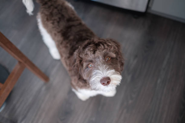 istock Cute labradoodle standing on a floor and looking to the camera 1442124278
