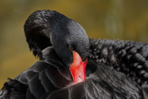 istock Closeup of a blac 1442124396