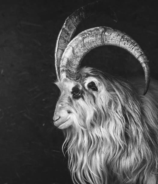 Grayscale of a big horned sheep in the forest