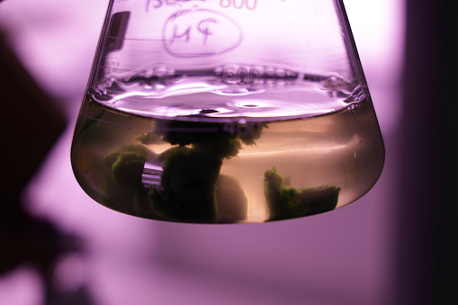 A closeup shot of a seedling in a laboratory