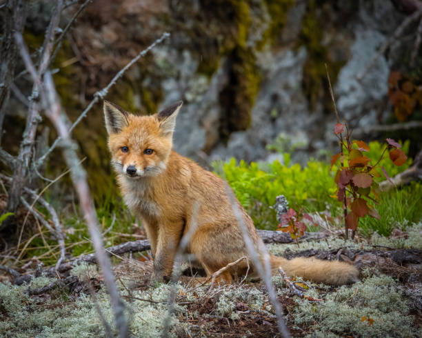 istock Shallow focus of a fox in the forest 1442124640