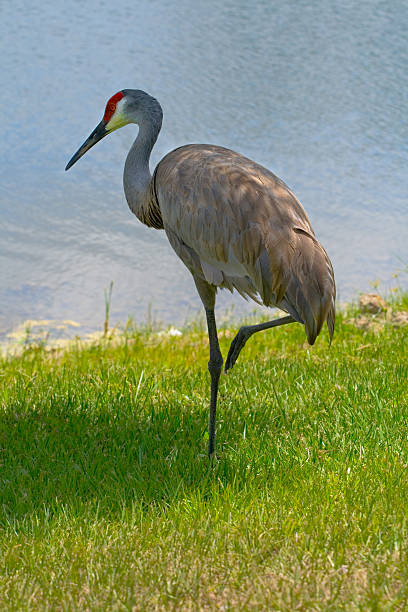 istock Leg Up Sandhill Crane by Pond 144212468