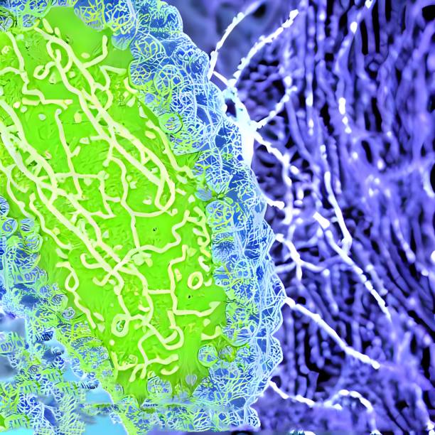 istock 3D rendering of green virus bacteria floating in a cellular environment 1442124722