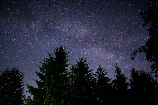 A closeup of pine tree against a milky way background