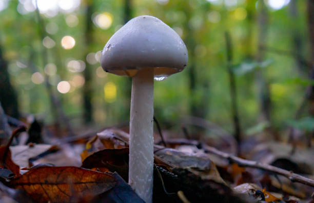 Close-up shot of a white Amanita virosa mushroom grown in the forest A close-up shot of a white Amanita virosa mushroom grown in the forest amanita stock pictures, royalty-free photos & images