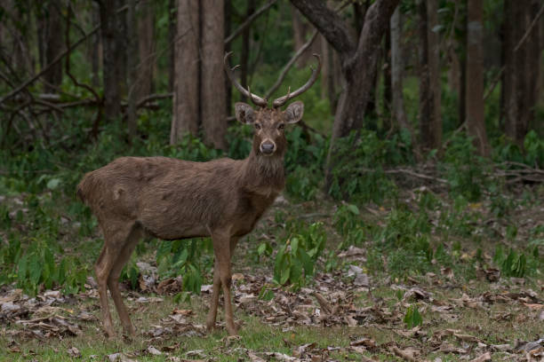 istock Eld's deer (Rucervus eldii) in the forest in Thailand 1442124917