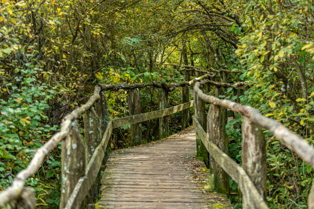 istock Wooden walkway winds through the forest 1442124935