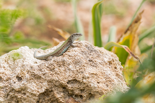Male Maltese Wall Lizard, Podarcis filfolensis, basking in the sun on a rock surrounded by vegetation in Malta. Maltese fauna reptile, critter.