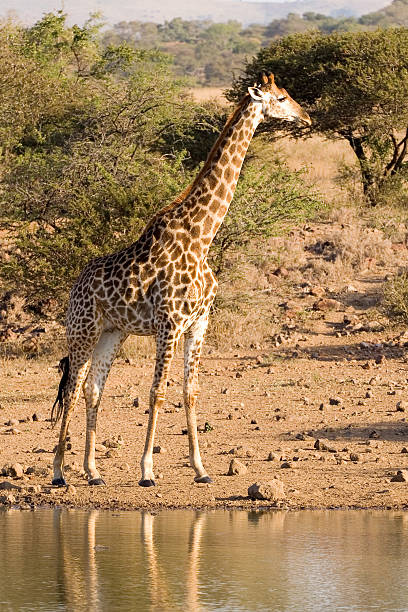 istock Giraffe checks for danger before drinking - Mkuze 144212508