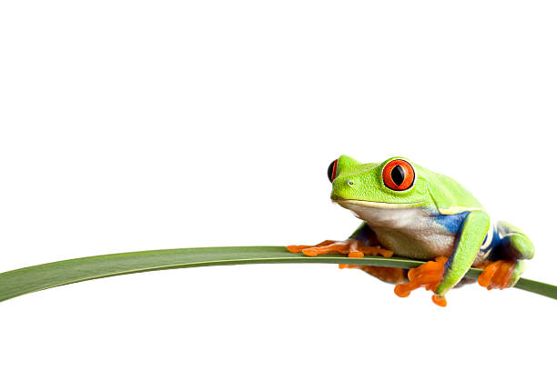 frog on a leaf stock photo