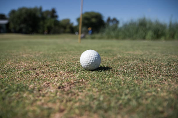 istock Selective focus shot a golf ball in the Golf camp court 1442125650