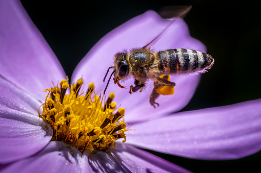A closeup shot of a bee flying to the flower to take nectar from it