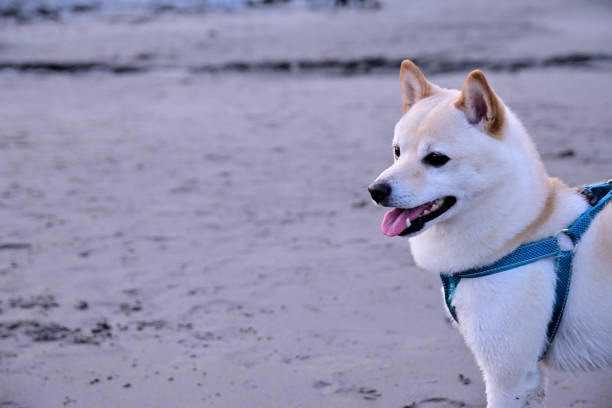 A cute hokkaido dog walking on a beach