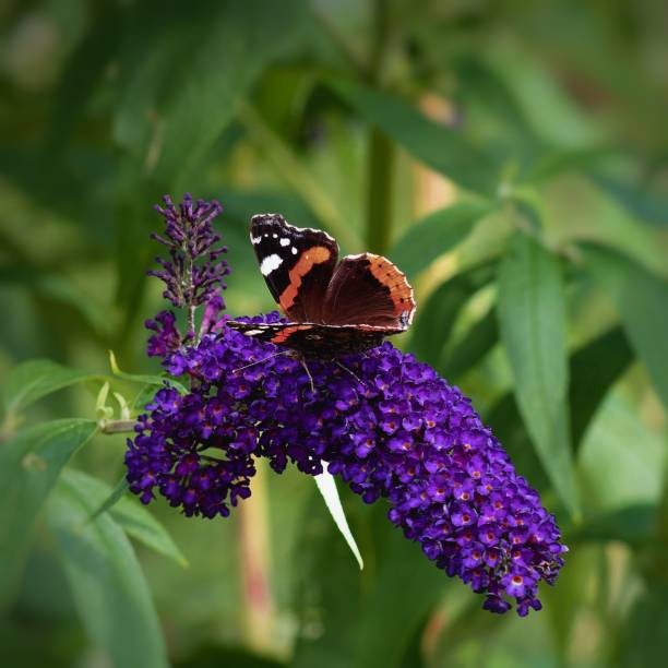 A beautiful blossom from a buddleia bush, also known as a butterfly bush. Shot with a Canon 5D Mark IV.