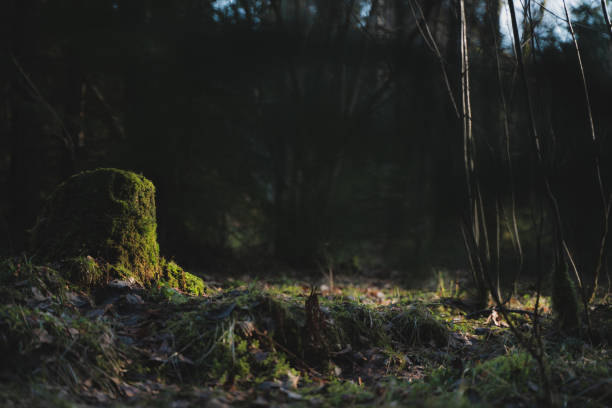 istock Low angle shot of a forest in a dark 1442126002