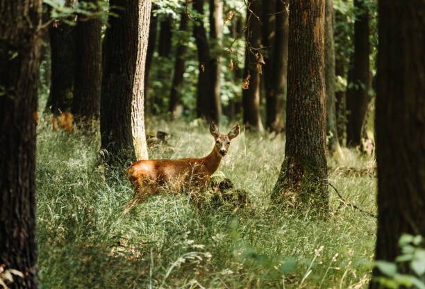 istock Beautiful view of a deer in a forest with many trees 1442126033
