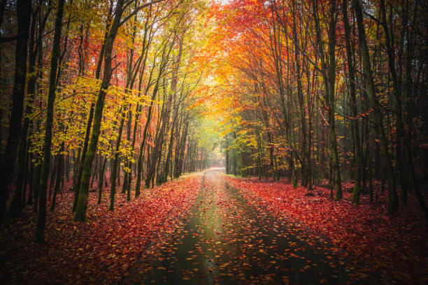 istock Colorful autumn forest with a pathway covered in leaves in Bavarian Forest, Germany 1442126176