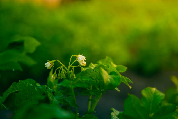 istock Flowering potatoes close-up at sunset close-up 1442126208