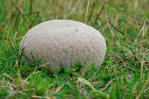 Closeup on a large Puffball mushroom , Calvatia utriformis in the grassland