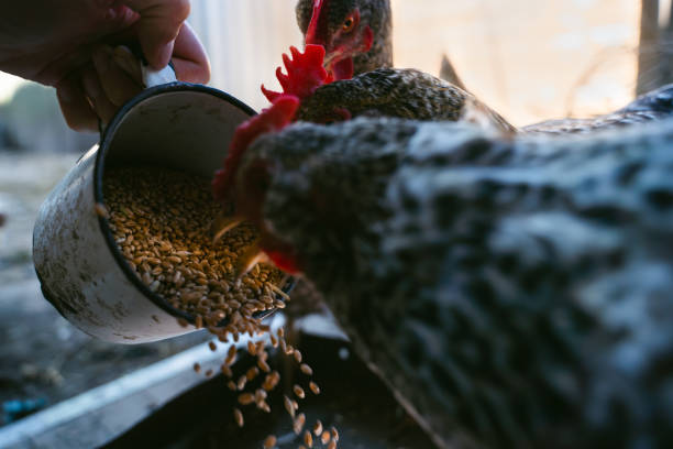 Chickens pecking wheat from an iron cup close-up
