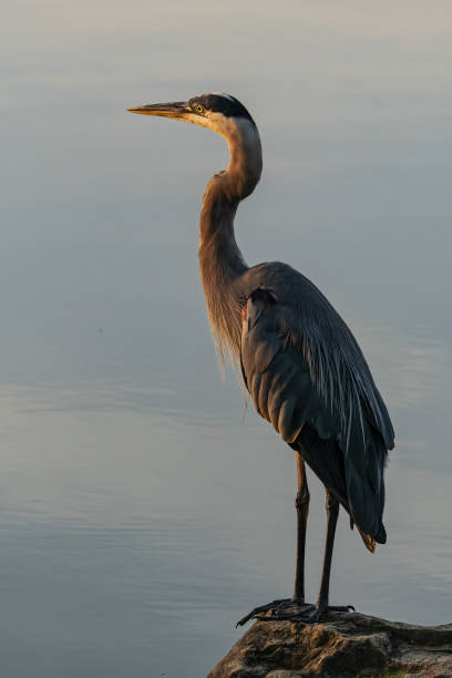 istock Vertical shot of gray heron perched on stone by the river 1442126370