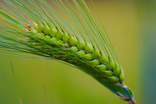 Close up on Ears of Wheat in foreground with barley field