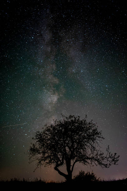 istock Silhouette of a tree in a field under a beautiful starry sky at night 1442126424