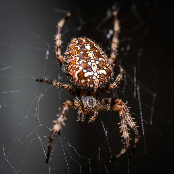 istock Macro shot of a spider on a web outdoors 1442126529