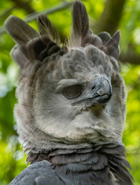 Vertical shot of a Harpy eagle on a nature background. A vertical shot of a Harpy eagle on a nature background. harpy eagle stock pictures, royalty-free photos & images