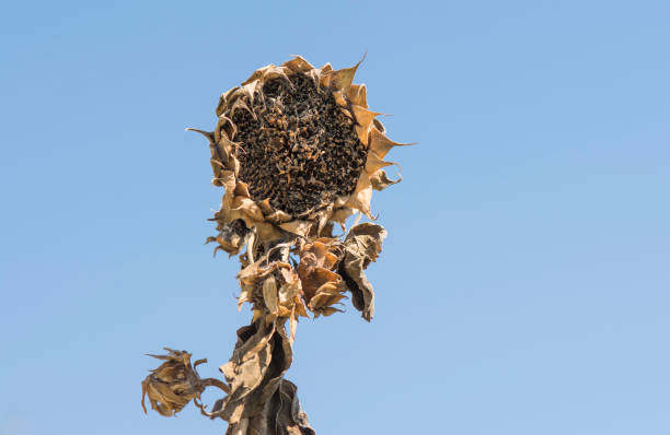Blooming sunflowers on a background of dried fields. Always be positive despite the environment.
