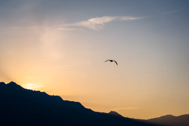 istock A single gull flying into the sunset with a mountain range in the background 1442126974