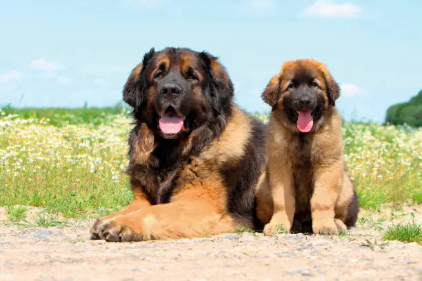 Two Leonberg domestic dogs portraoutdoors