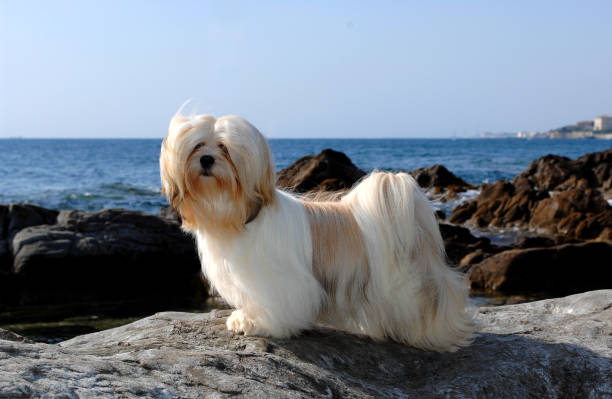 hermosa foto de un perro apso de lhasa al aire libre durante el día - lhasa fotografías e imágenes de stock